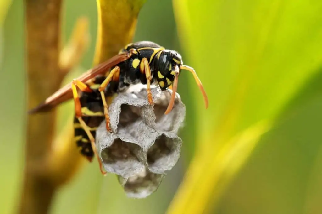 1 a yellow jacket making a nest