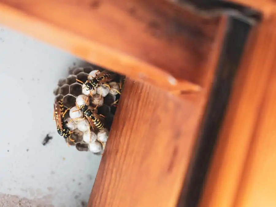 10 a yellow jacket nest in rafters