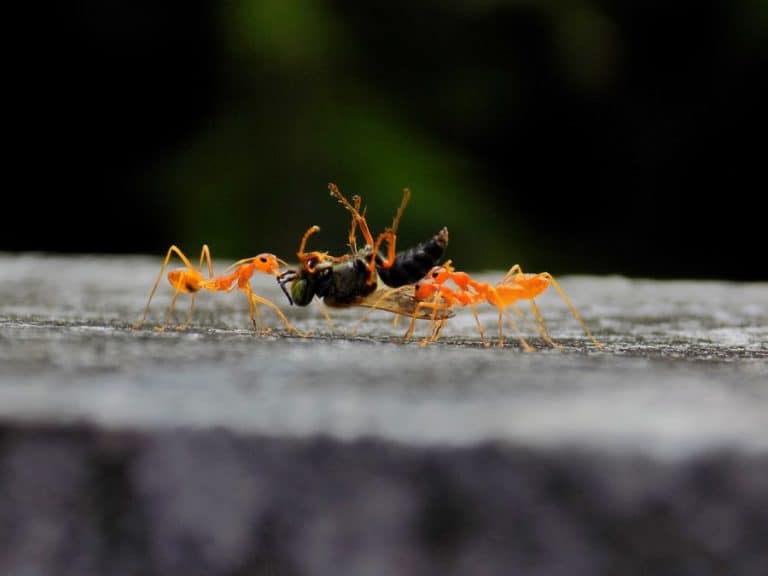 How To Get Rid Of Tiny Red Ants How I Get Rid Of