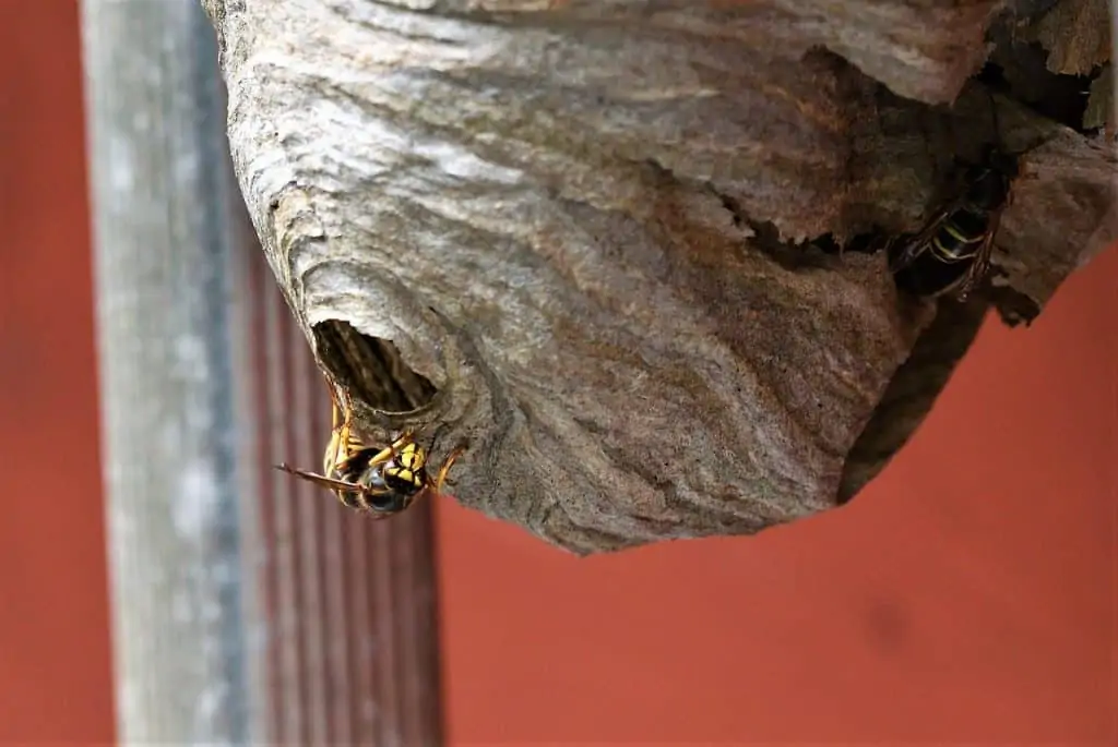 4 a paper wasp nest