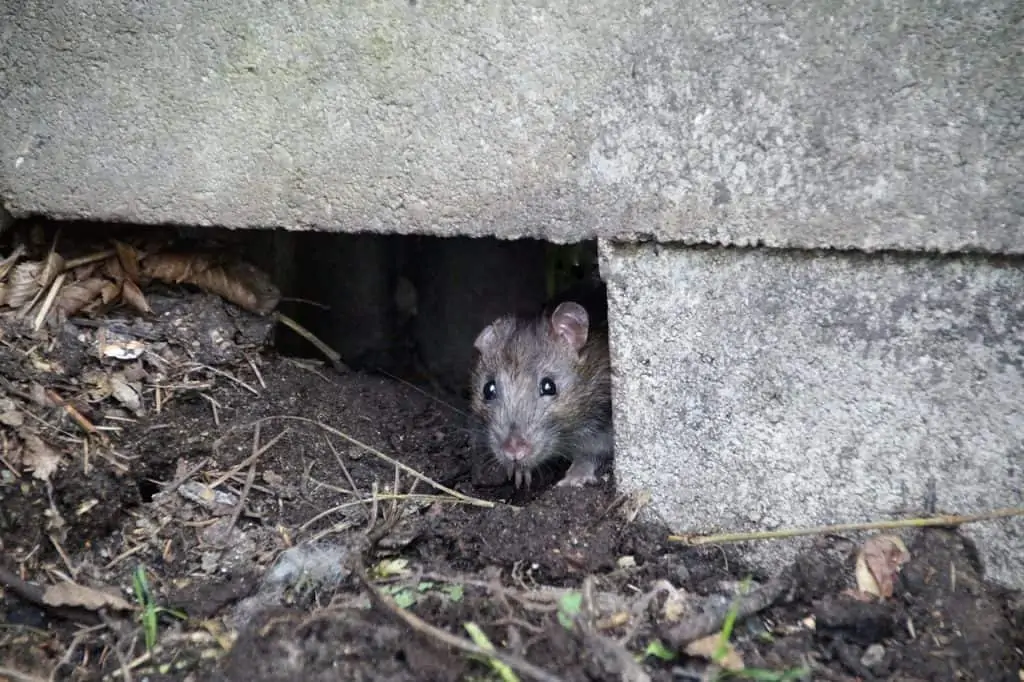 8 a rat underneath foundation