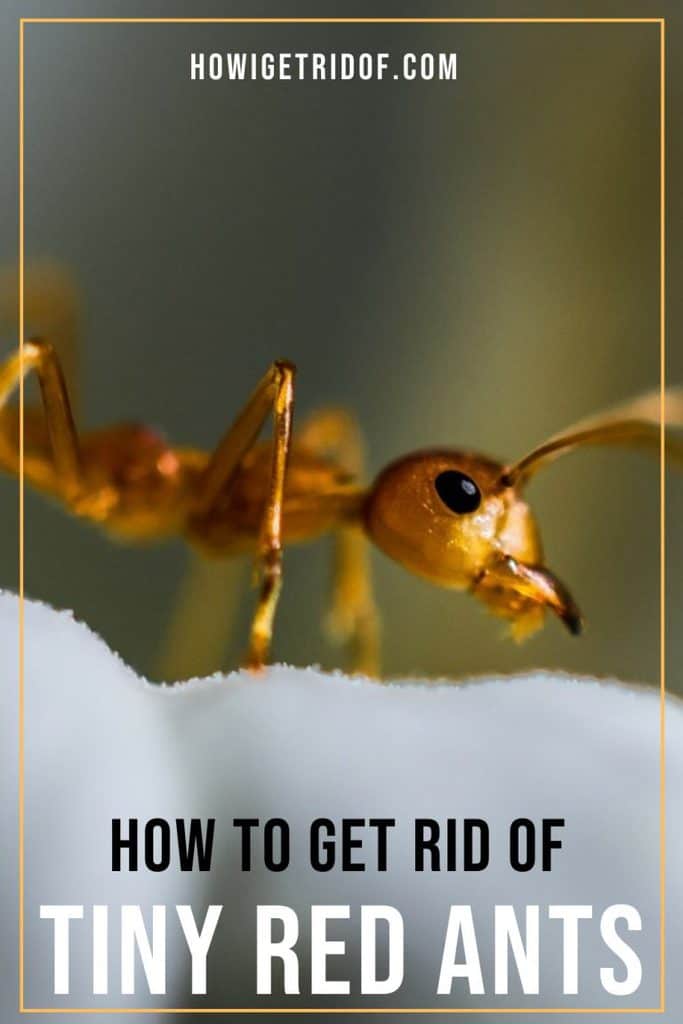 How To Get Rid Of Tiny Red Ants How I Get Rid Of