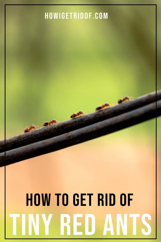 How To Get Rid Of Tiny Red Ants How I Get Rid Of