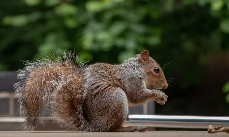 1 a brown squirrel