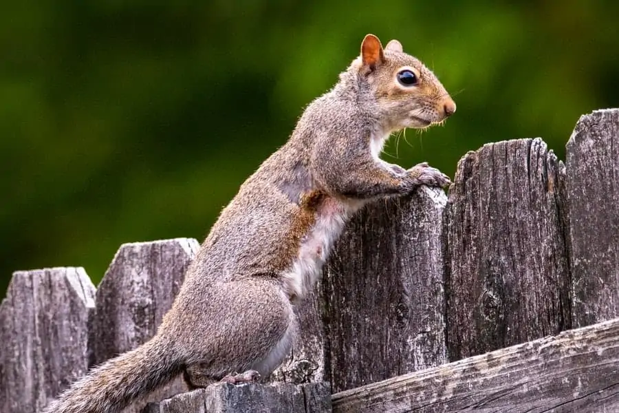 4 Squirrel on a fence