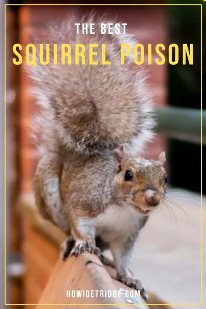 Squirrel Poison 2