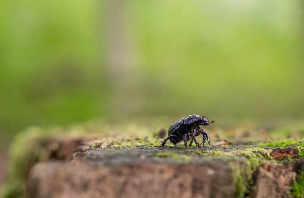 1 a close up of the african black beetle