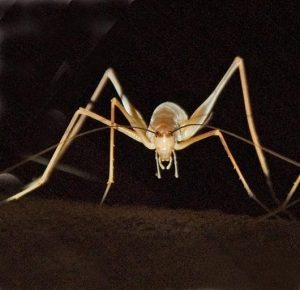 How To Get Rid Of The Spider Cricket - How I Get Rid Of