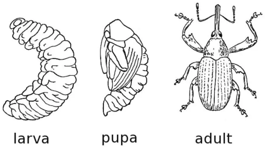 4 a drawing of rice beetles in different stages