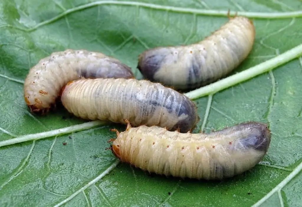 5 black beetle larvea