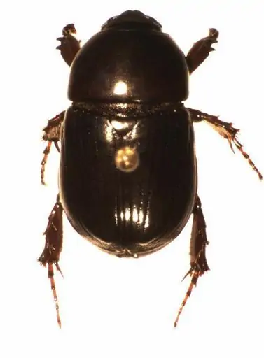 6 a black beetle on a white paper