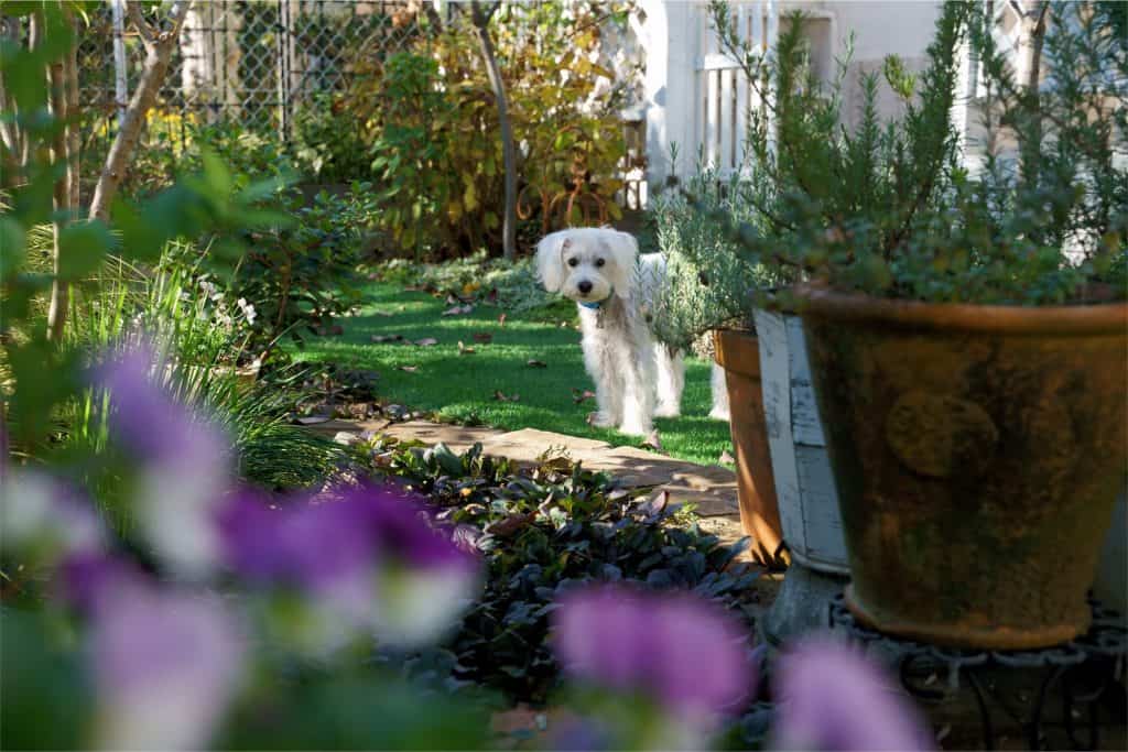 7 a white dog in a garden
