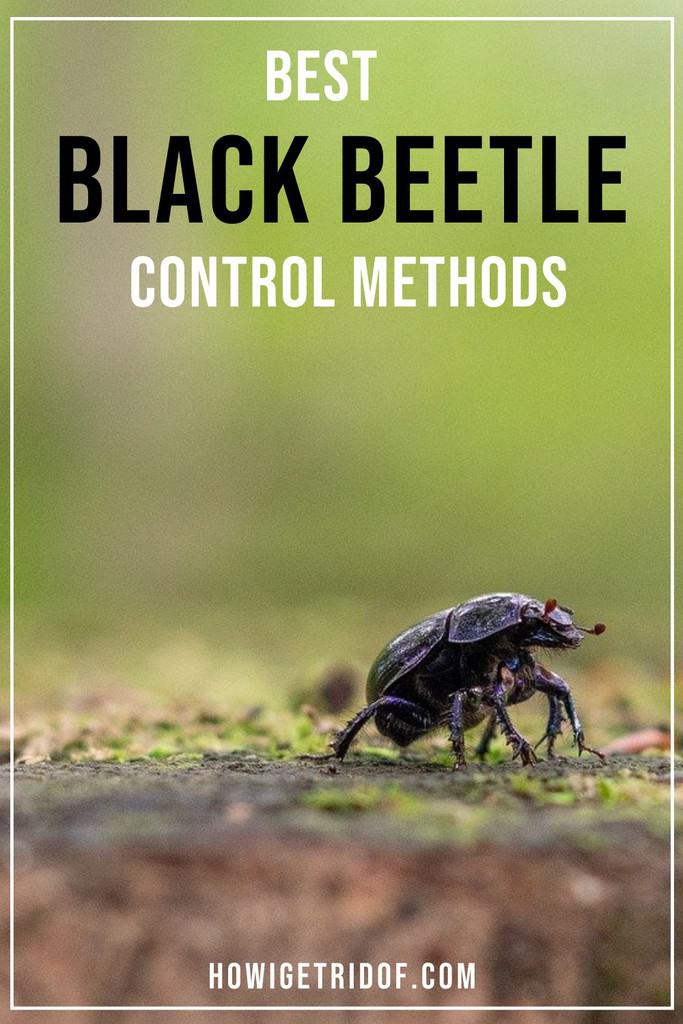 Best Black Beetle Control Methods How I Get Rid Of