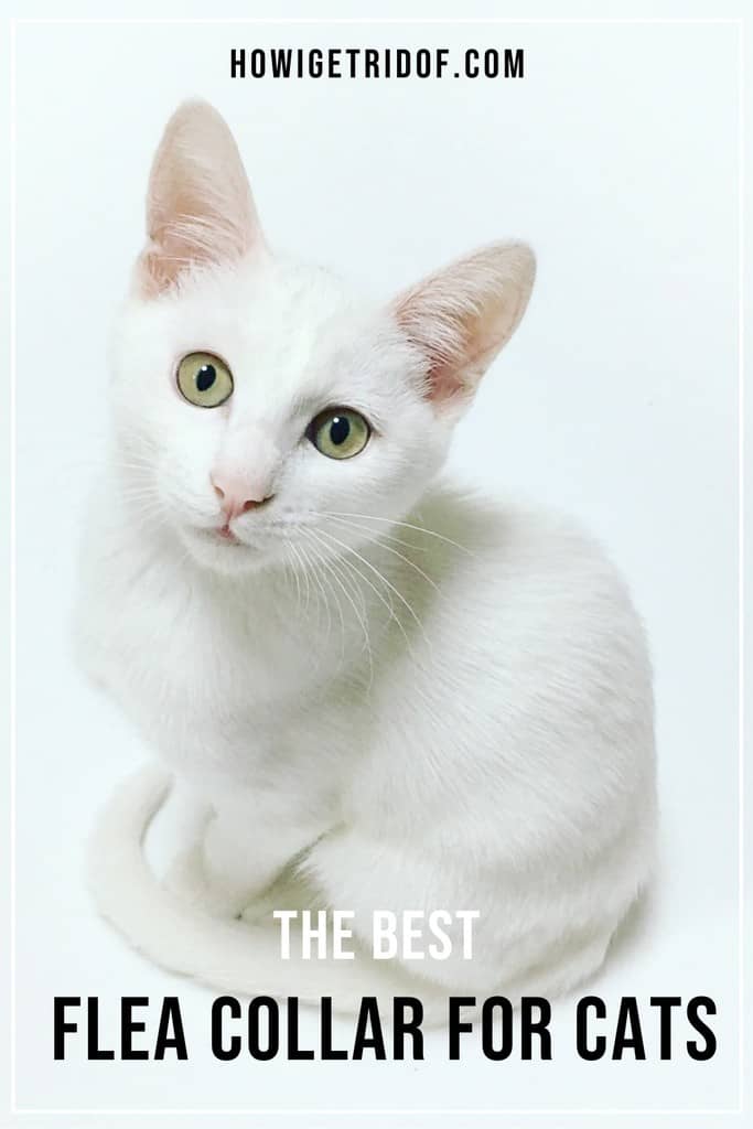 The Best Flea Collar For Cats How I Get Rid Of