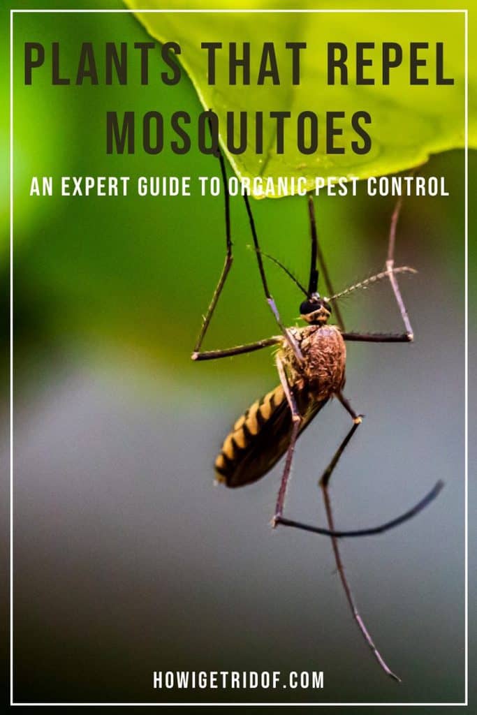 Plants That Repel Mosquitoes An Expert Guide To Organic