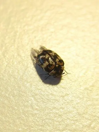 3 un scarabée de tapis sur un mur