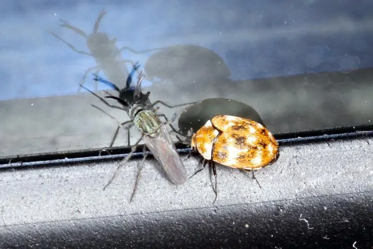 5 ein Teppichkäfer und eine Fliege an einem Fenster