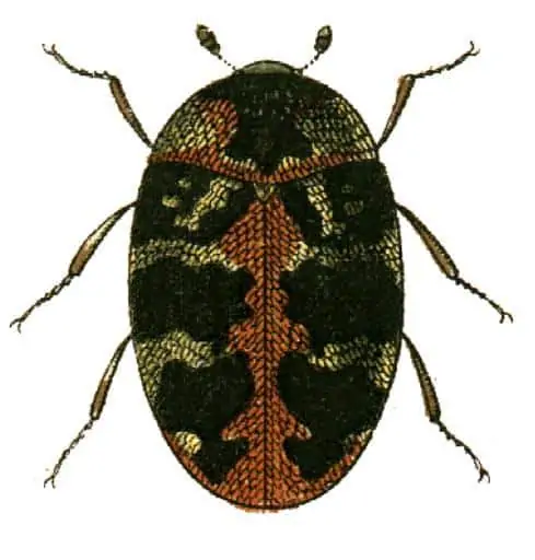 8 a drawing of. a common carpet beetle