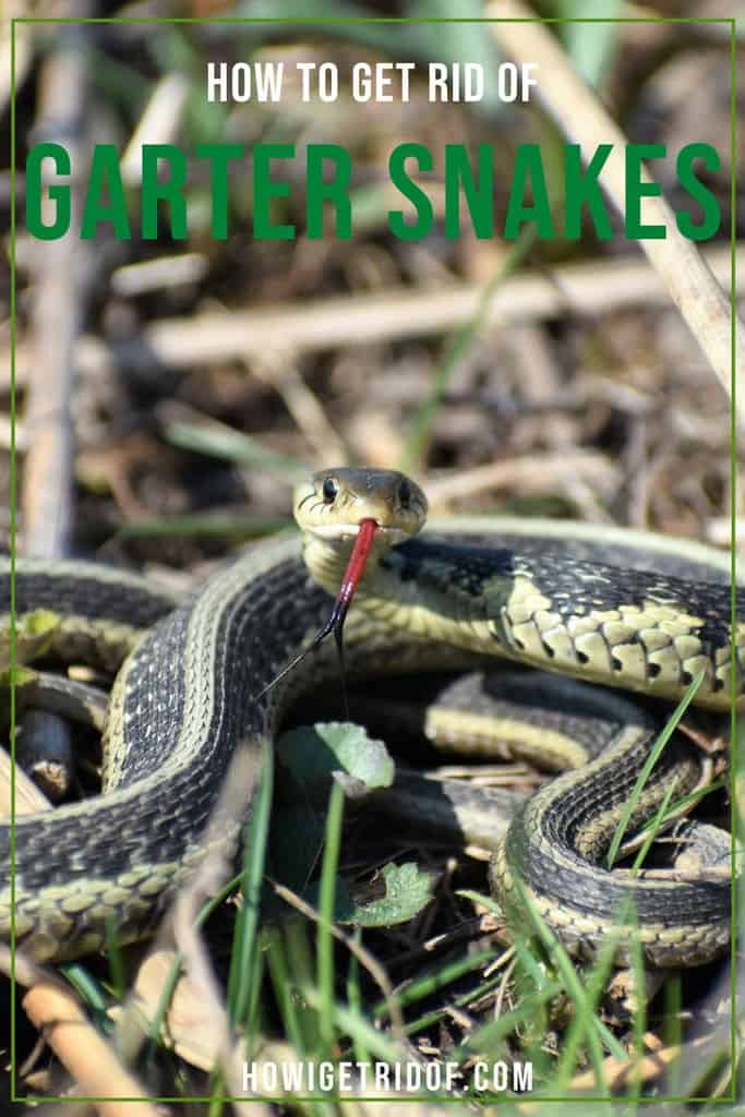 How To Get Rid Of Garter Snakes Johnson Thearle