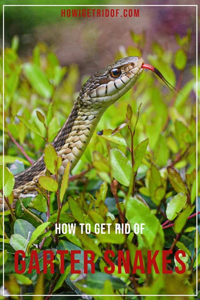 How To Get Rid Of Garter Snakes How I Get Rid Of