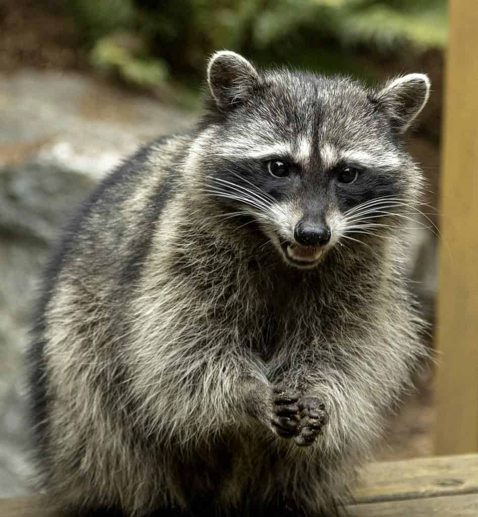 The Best Raccoon Trap Options for Getting Rid Of Raccoons - How I Get