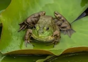 5 a frog