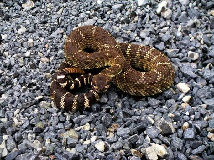 5 a rattle snake curled up