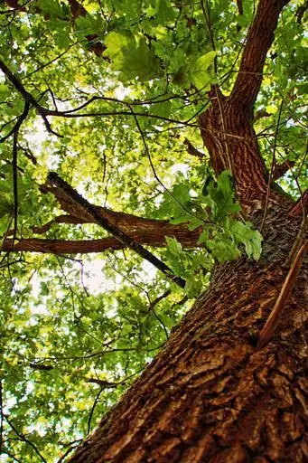 5 the upward angle of an oak tree