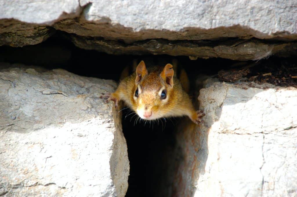6 a ground squirrel hiding in rocks