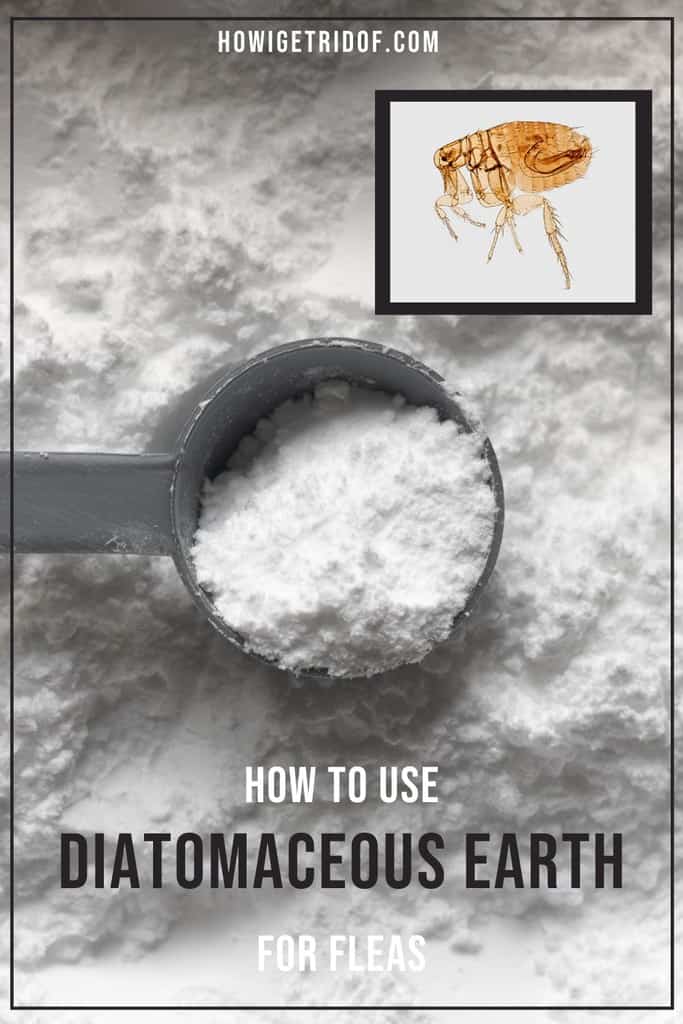 How To Use Diatomaceous Earth For Fleas How I Get Rid Of