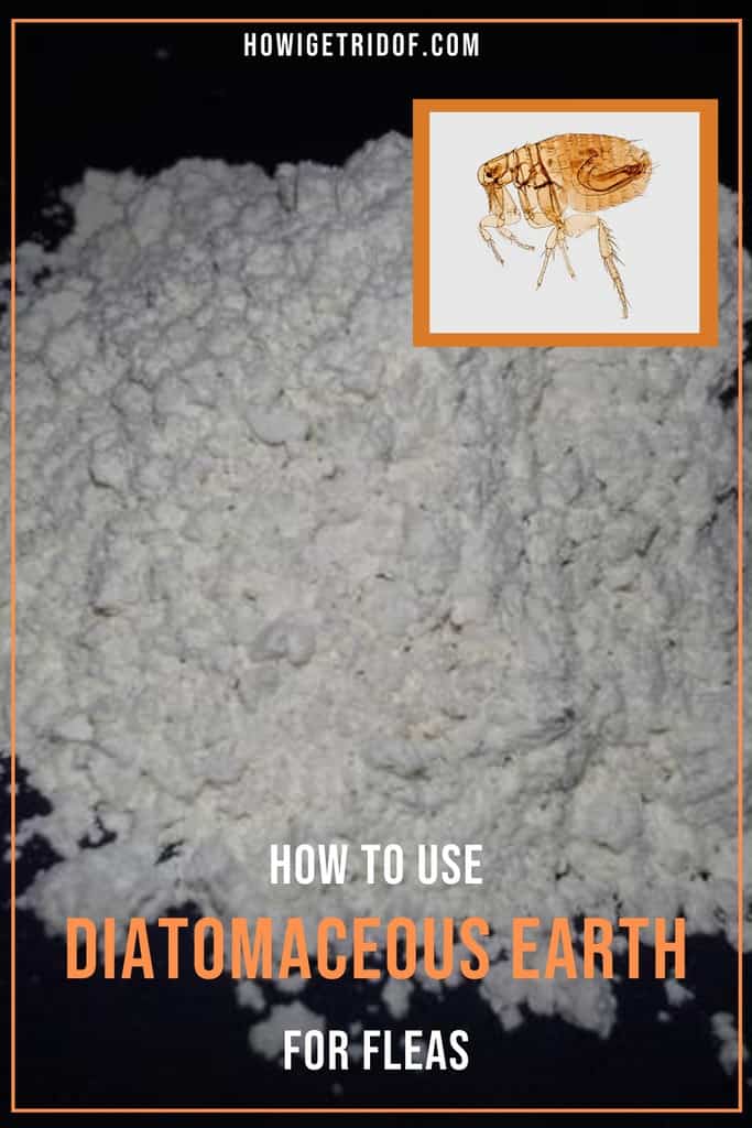 How To Use Diatomaceous Earth For Fleas How I Get Rid Of