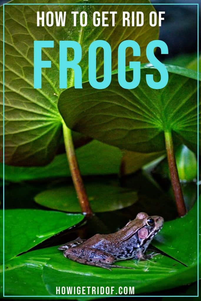 How To Get Rid Of Frogs - How I Get Rid Of - How To Get Rid Of Frogs Around Your House