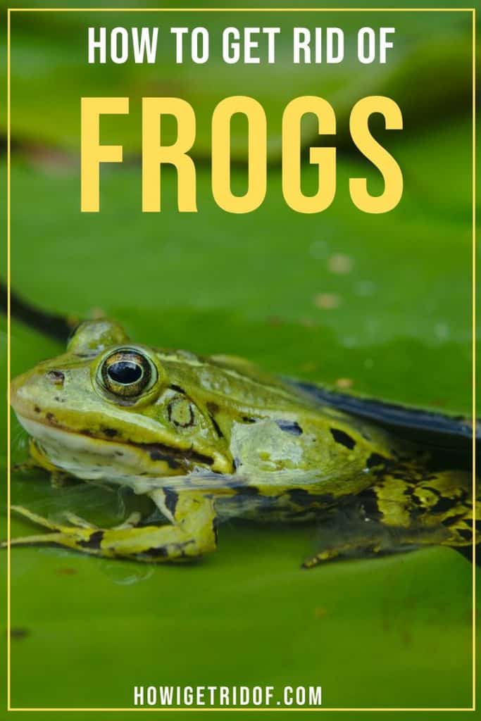How To Get Rid Of Frogs - How I Get Rid Of - How To Get Rid Of Frogs In Your Yard