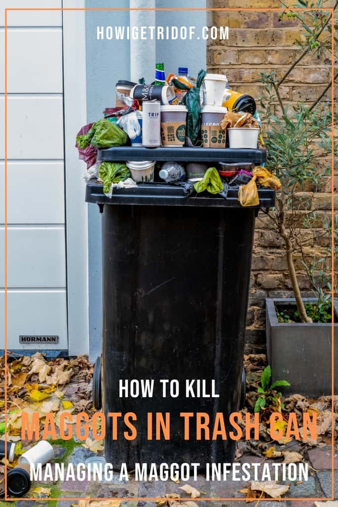 How To Kill Maggots In Trash Can Managing A Maggot Infestation How