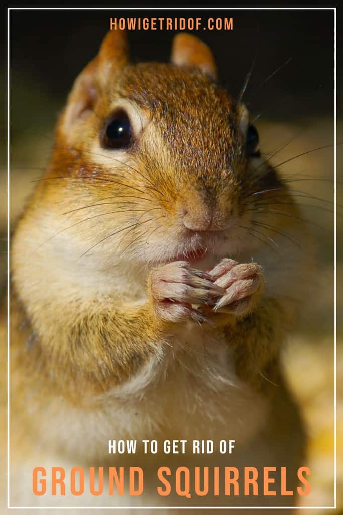 How To Get Rid Of Ground Squirrels How I Get Rid Of