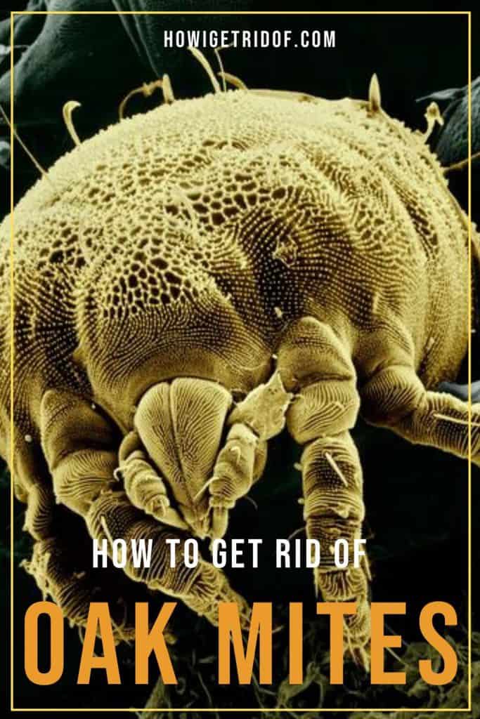 How To Get Rid Of Oak Mites How I Get Rid Of