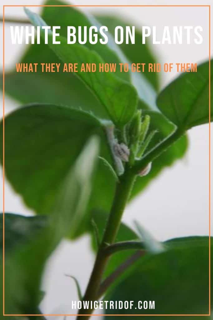 White Bugs On Plants What They Are And How To Get Rid Of Them How I