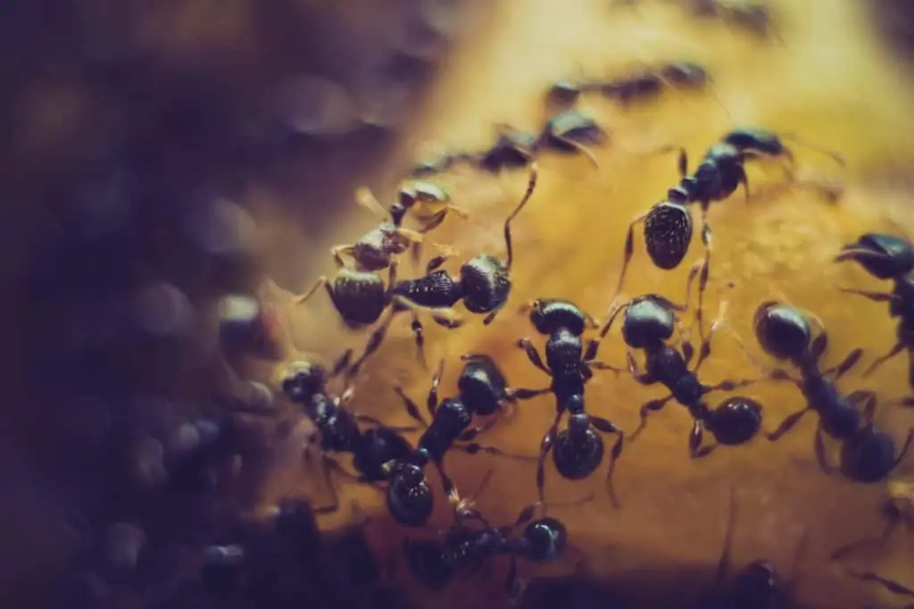 5 hormigas de pavimento comiendo algo naranja