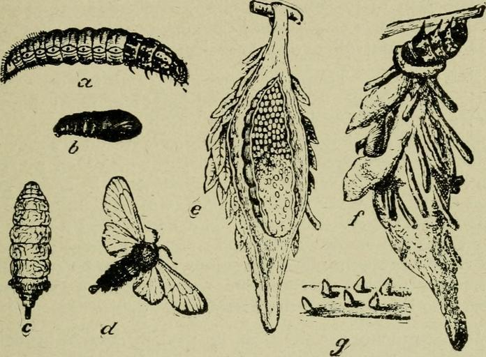 How To Get Rid Of Bagworms How I Get Rid Of