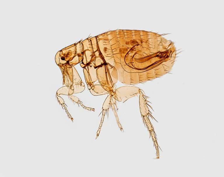 How To Get Rid Of Fleas On Humans Properly - How I Get Rid Of