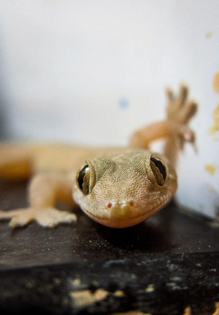 How To Get Rid Of House Gecko How I Get Rid Of