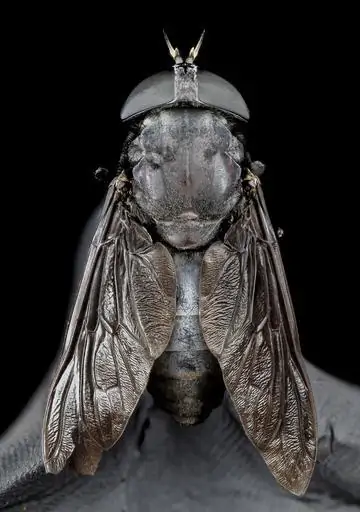 3 a close up of a black horse fly