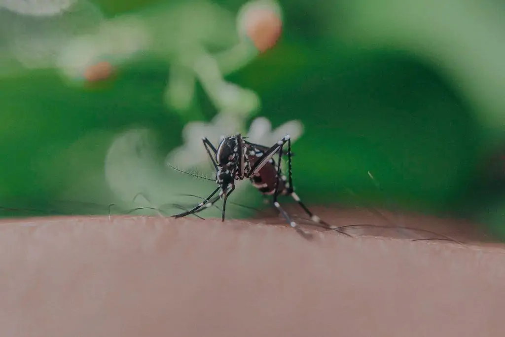 3 a tiger mosquito on someones arm