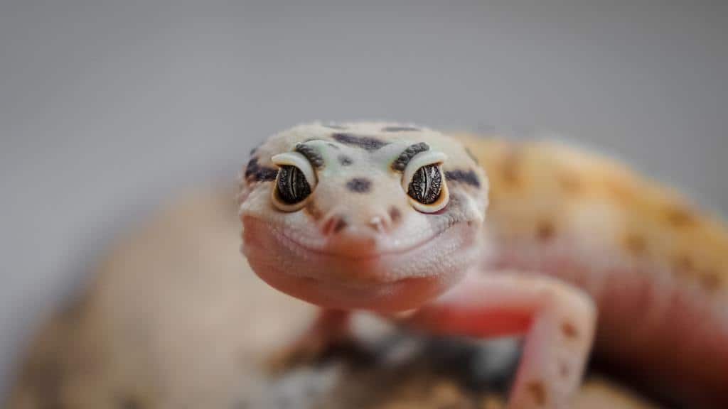 How To Get Rid Of House Gecko How I Get Rid Of