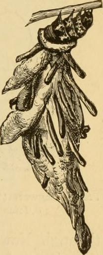 6 bagworm diagram