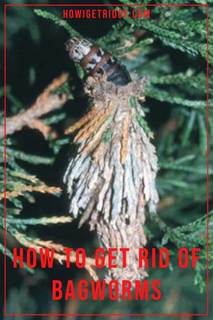 How To Get Rid Of Bagworms How I Get Rid Of