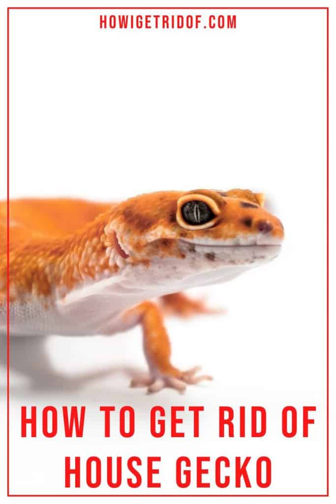How To Get Rid Of House Gecko How I Get