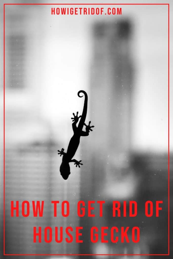 How To Get Rid Of House Gecko How I Get Rid Of