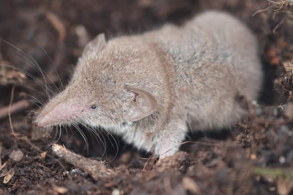 how-to-get-rid-of-a-shrew-in-house-how-i-get-rid-of