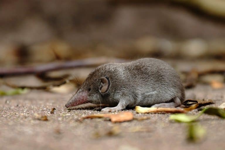 How To Get Rid Of A Shrew In House How I Get Rid Of